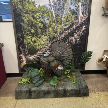Ocellated turkey