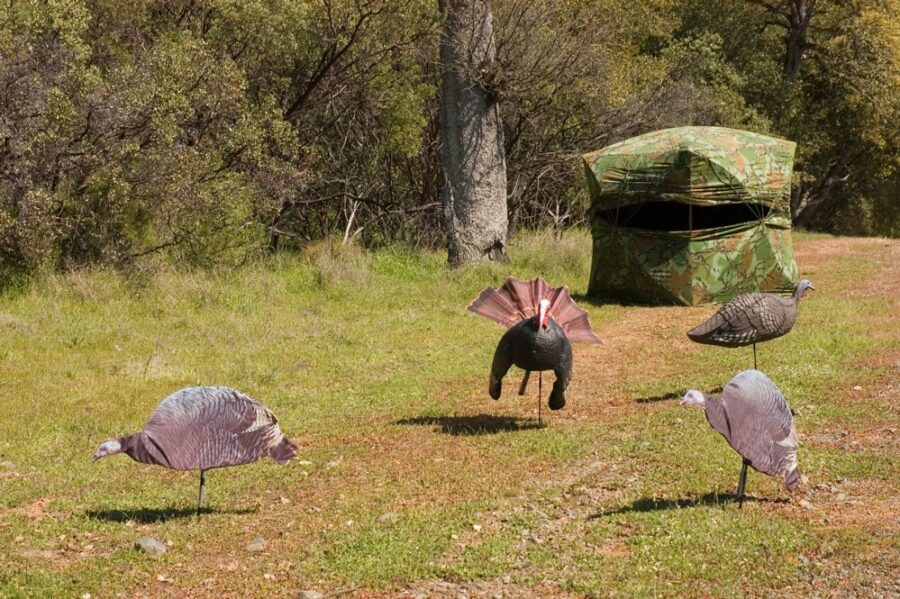 Turkey-Blind-setup-Stehlings-Taxidermy Hunting Blind