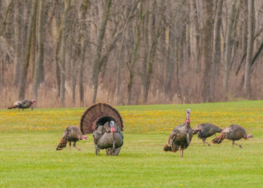 Turkey-hunting-tips-and-tricks-for-beginners Turkey-hunting-tips-and-tricks-for-beginners