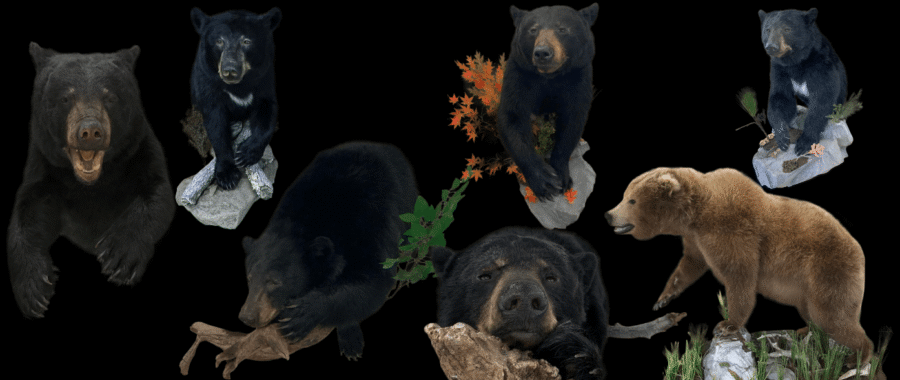 Black Bear Half Mounts: Stehlings Taxidermy in Wisconsin Black Bear Half Mounts: Stehlings Taxidermy in Wisconsin