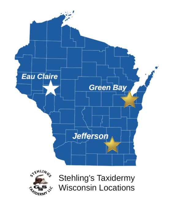 Exploring Wisconsin: Stehlings Taxidermy’s Two Locations Exploring Wisconsin: Stehlings Taxidermy's Two Locations
