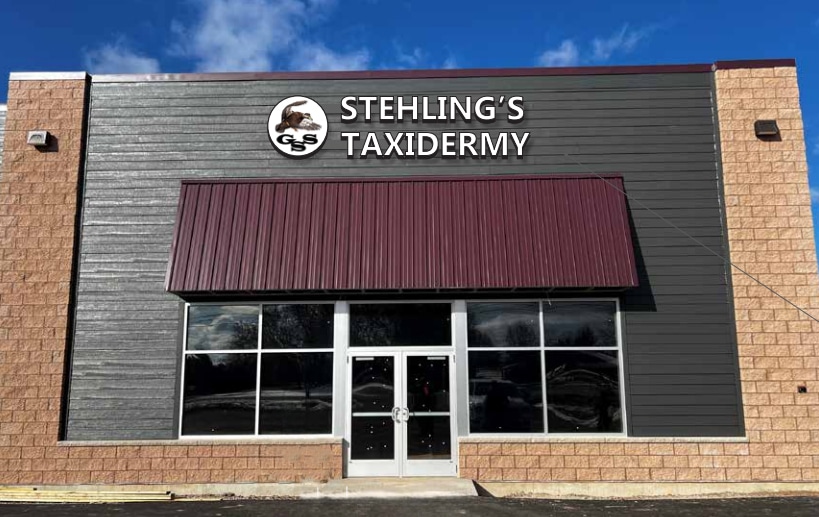 stehlings taxidermy green bay