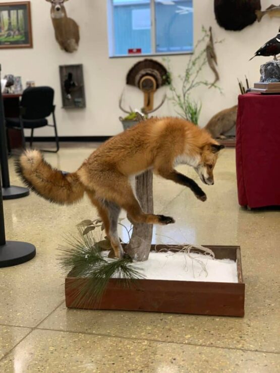 Why Natural Posing Matters in Museum Taxidermy