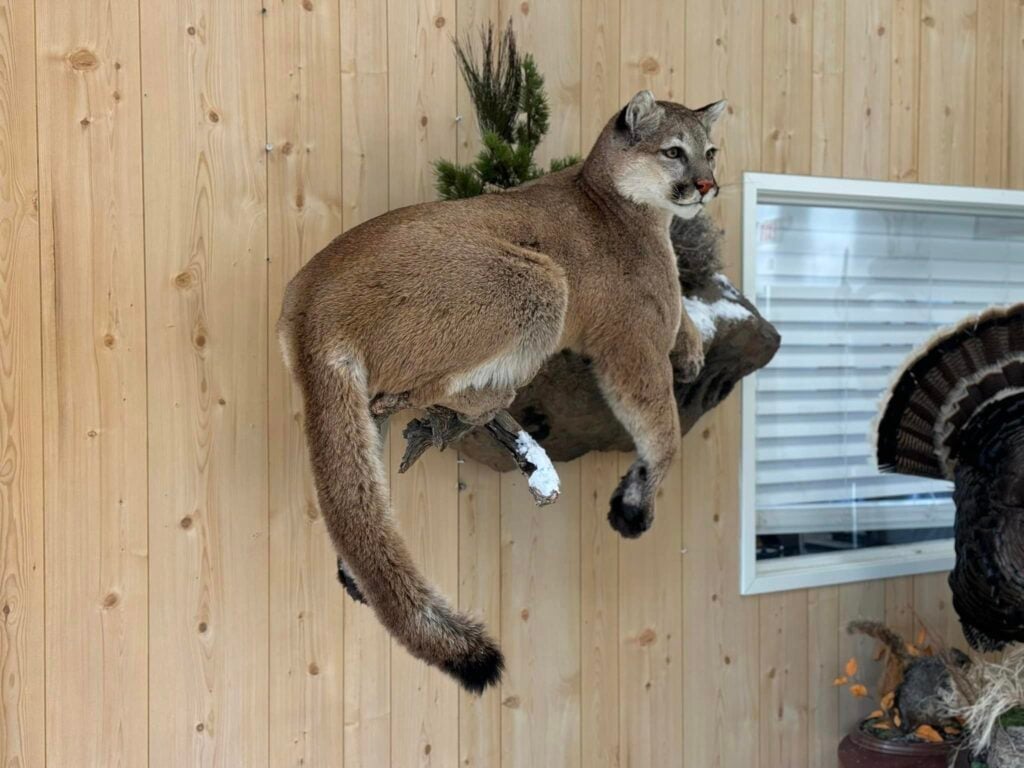 Mountain lion wall mount walking out from a cedar plank wall