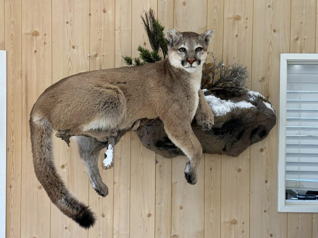 Cougar wall mount with tail extended, side view on a cedar plank wall