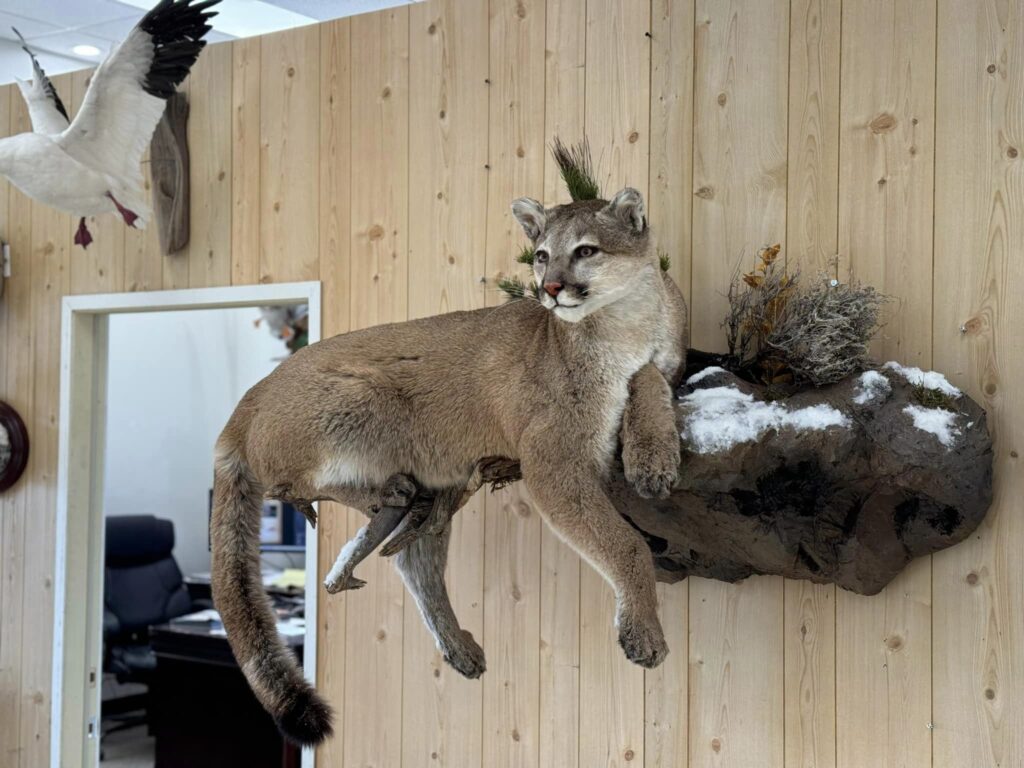 Mountain lion wall mount in a walking-out pose on a cedar wall in the showroom