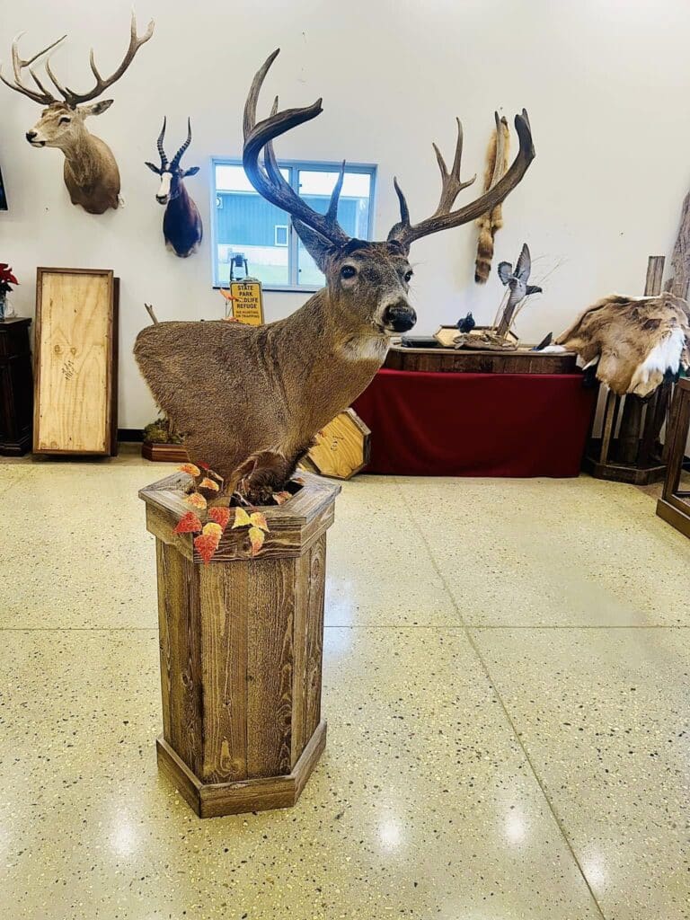 Whitetail floor pedestal mount on a wooden column in the Jefferson showroom