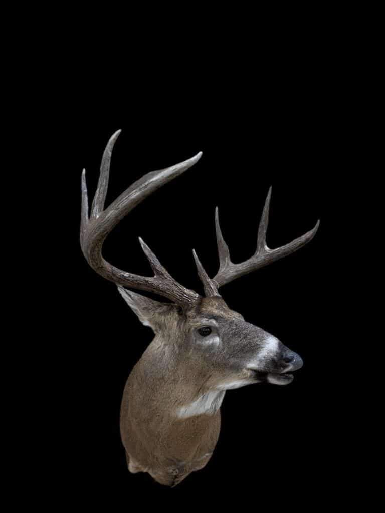 Whitetail buck shoulder mount against a black background, by Stehling's Taxidermy