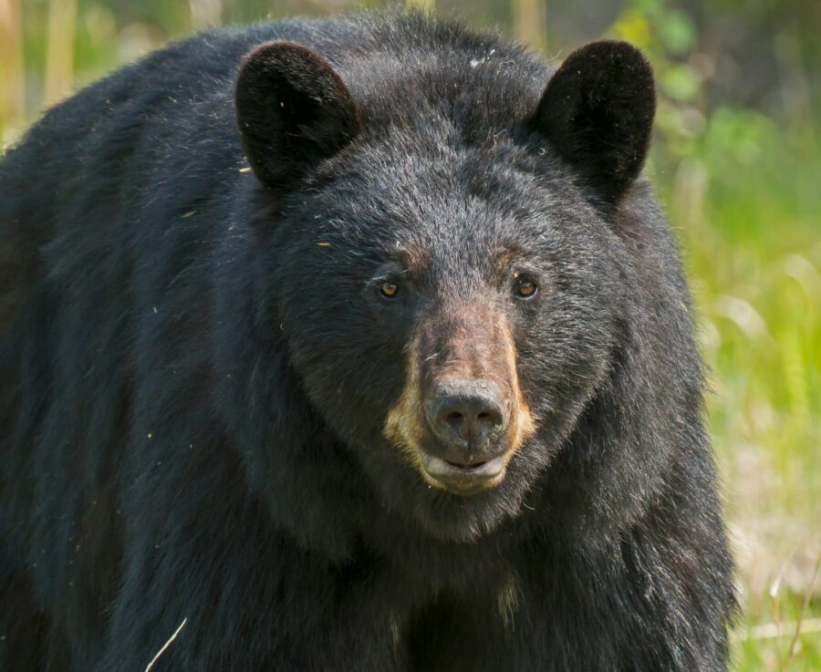 Black bear hunting