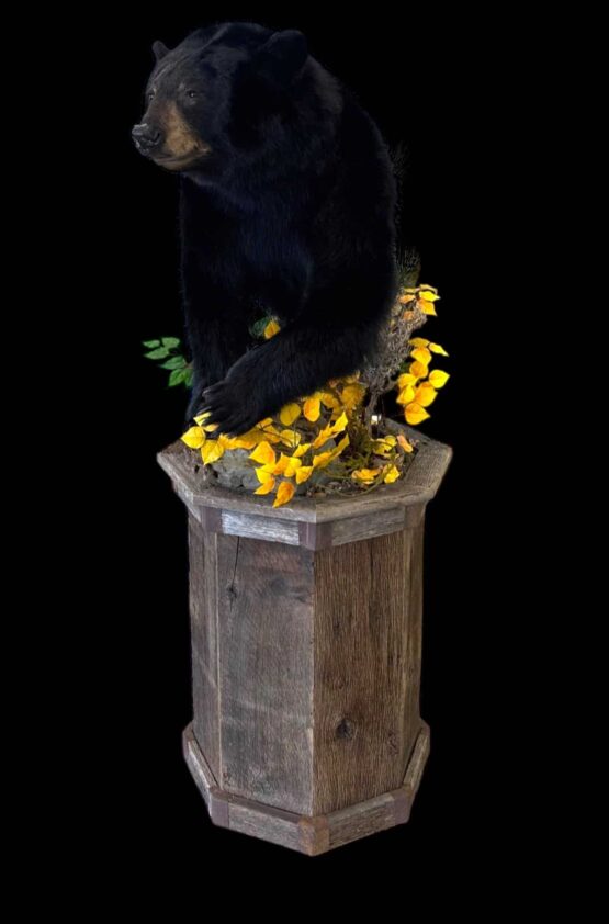 taxidermy bear taxidermy mount
