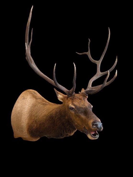 taxidermy bugling elk mount stehlings taxidermy