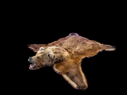 Brown Bear Rug Stehlings Taxidermy