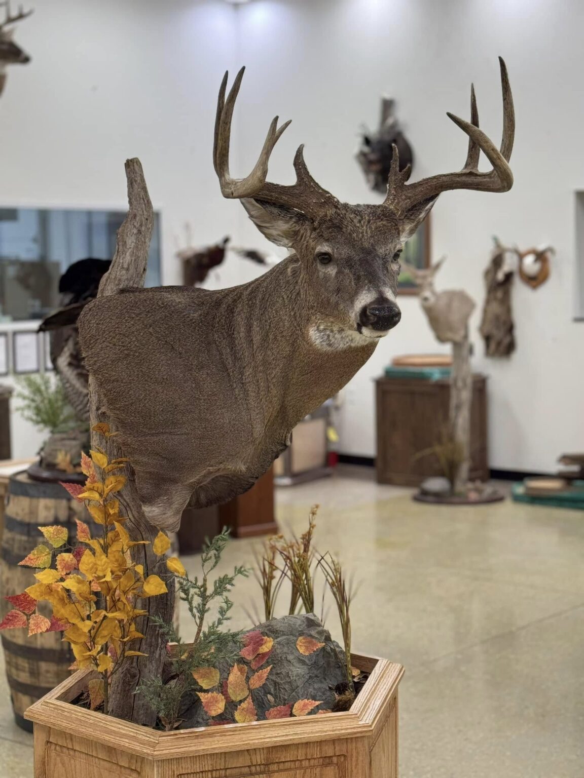 Whitetail deer taxidermy mount by Stehling’s Taxidermy, Wisconsin