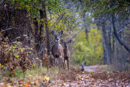 Interpreting the Language of the Woods: Reading Whitetail Deer Sign