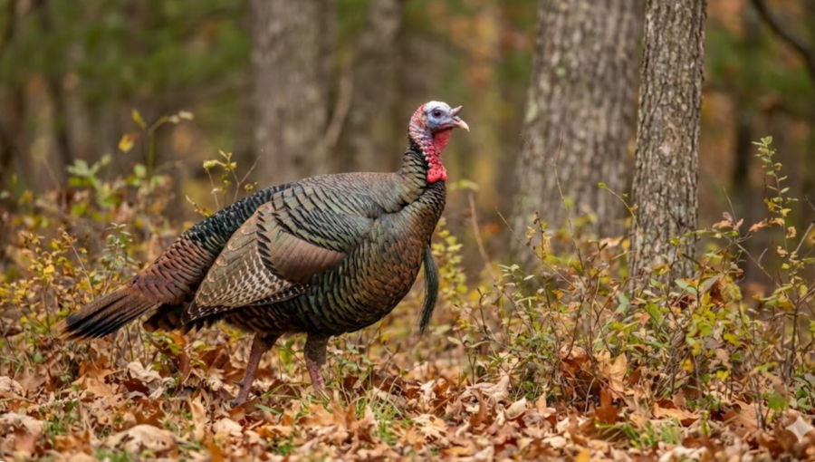 turkey field care