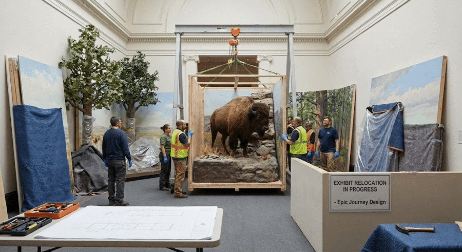 Relocating Wildlife Displays: Navigating the Complexities of Museum Exhibit Moves
