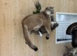 Mtn Lion Mount Stehlings Taxidermy