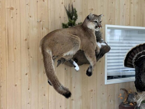 Mtn Lion Mount Stehlings Taxidermy