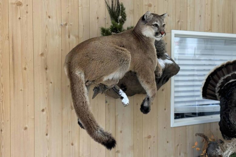 Mtn Lion Mount Stehlings Taxidermy