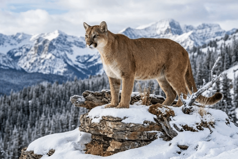 Mountain Lion Hunting: Pre-Hunt Planning for Success