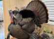 Turkey Taxidermy Cost Breakdown: Pricing, Poses & Payment Plans