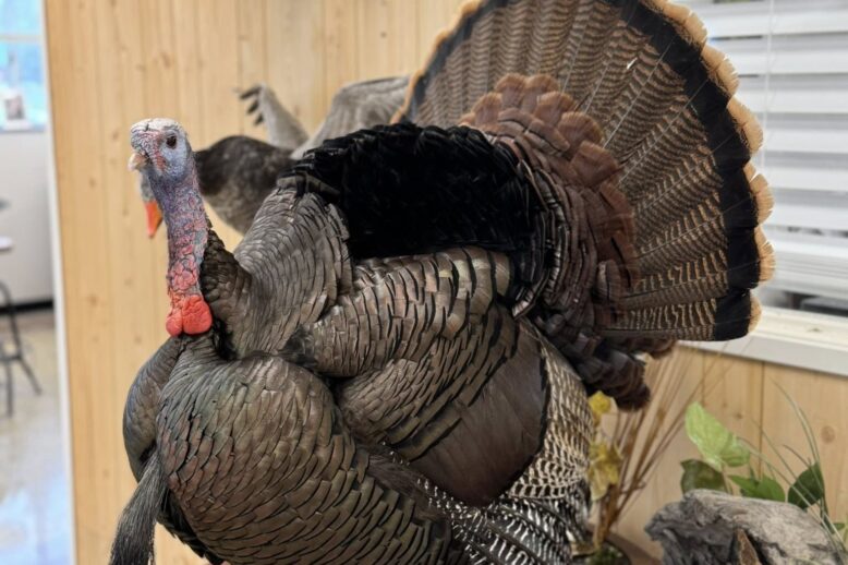 Turkey Taxidermy Cost Breakdown: Pricing, Poses & Payment Plans