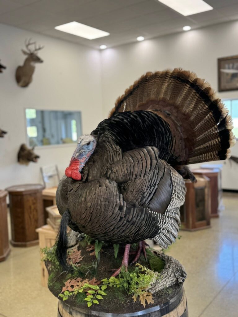 full strut turkey