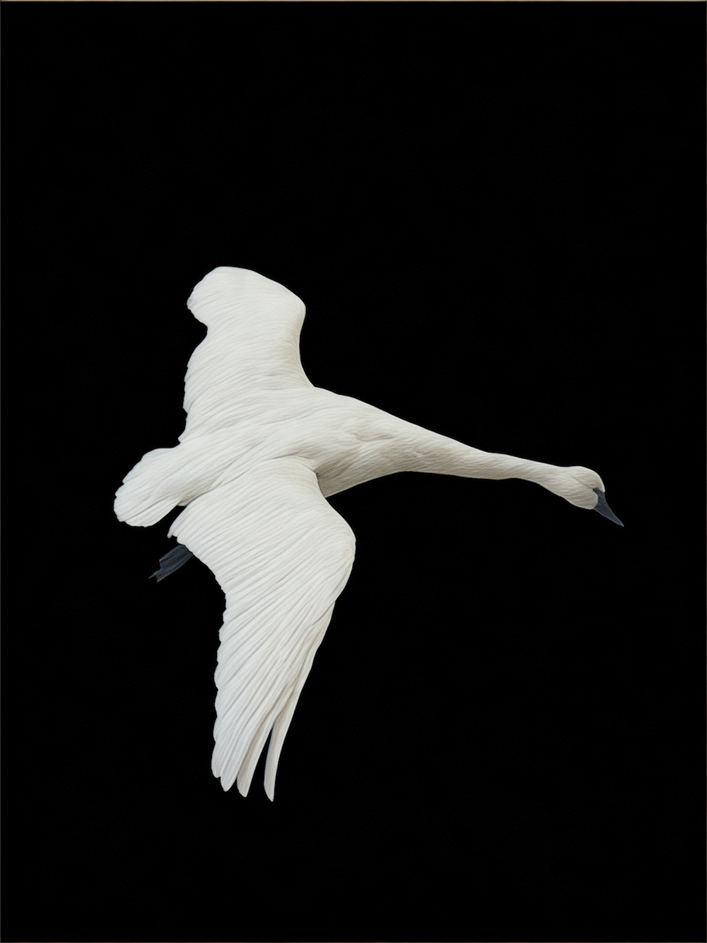 Flying Swan Taxidermy Mount