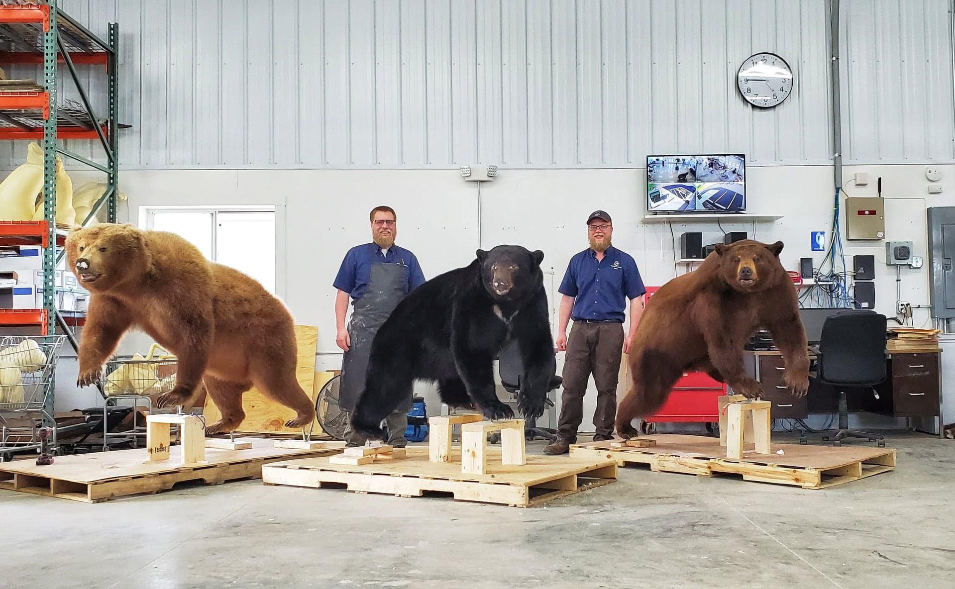 Bear skull mounts