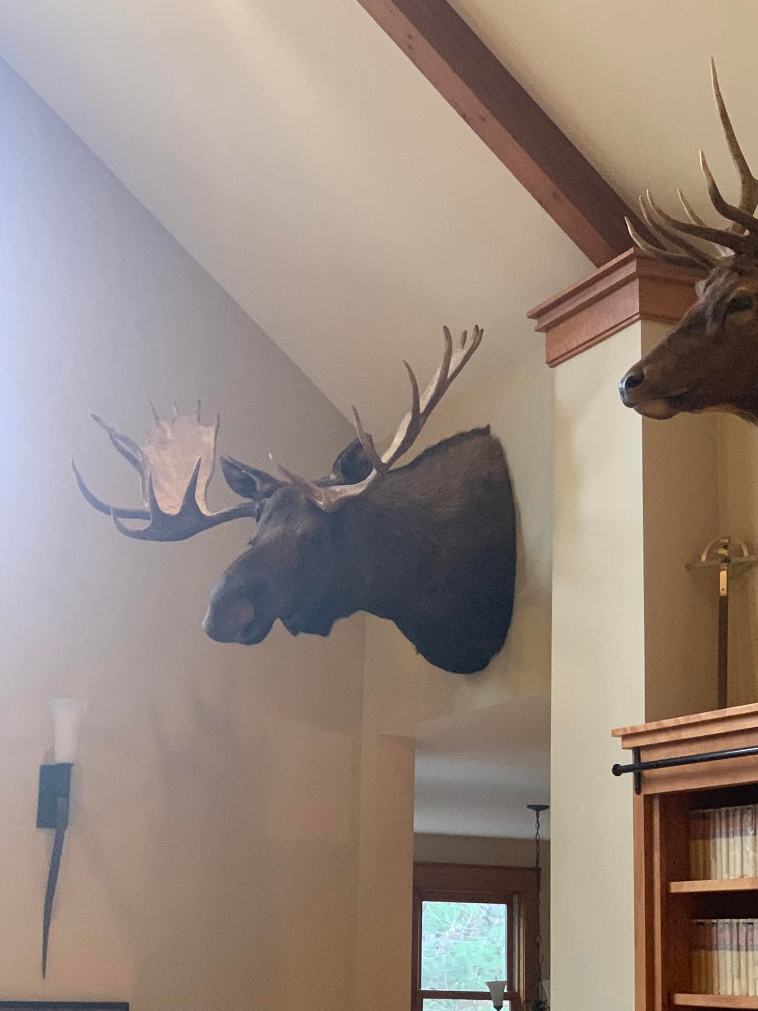 A finished Stehling's Taxidermy trophy