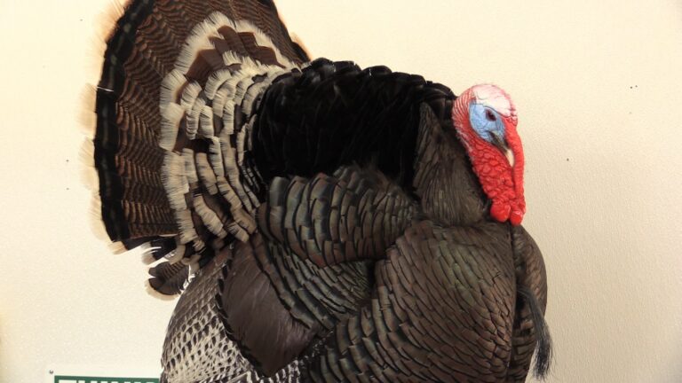 Full strut wild turkey taxidermy mount with fanned tail by Stehling’s Taxidermy