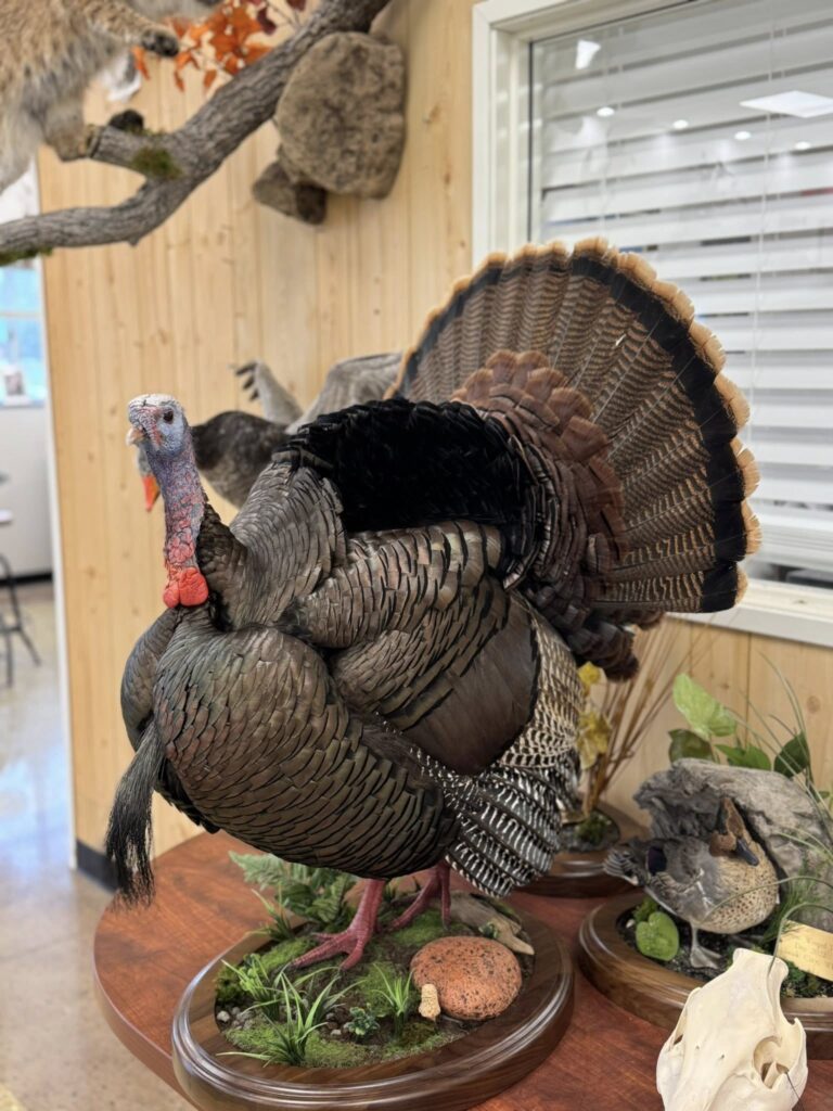 full strut turkey