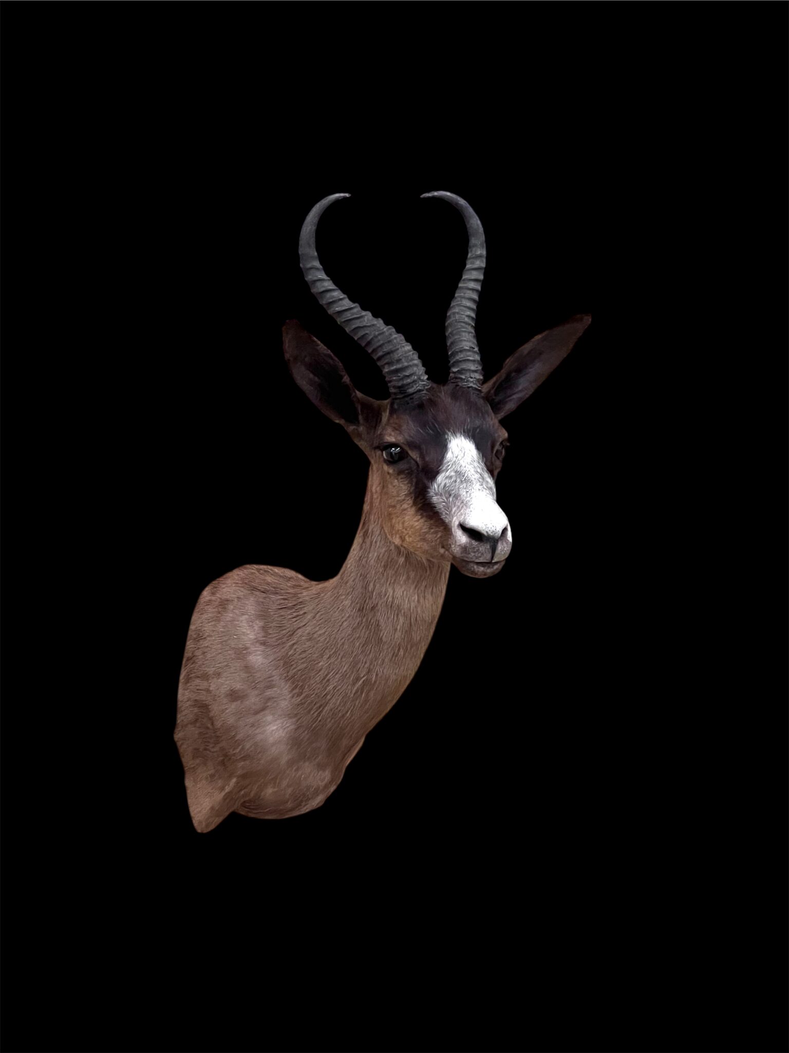 Black Springbok Stehlings Taxidermy Wisconsin Shoulder Mount Africa taxidermy Mount