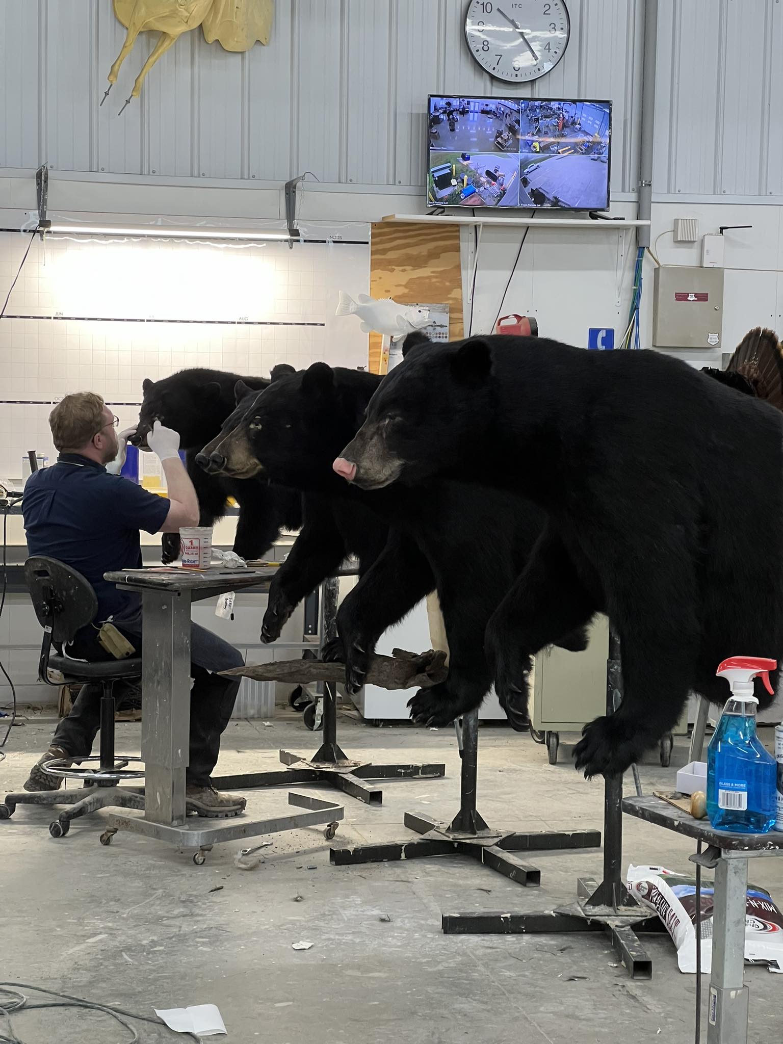 Black bear mounts being finished in our studio — Stehling’s handles more bear than almost any shop in the region.