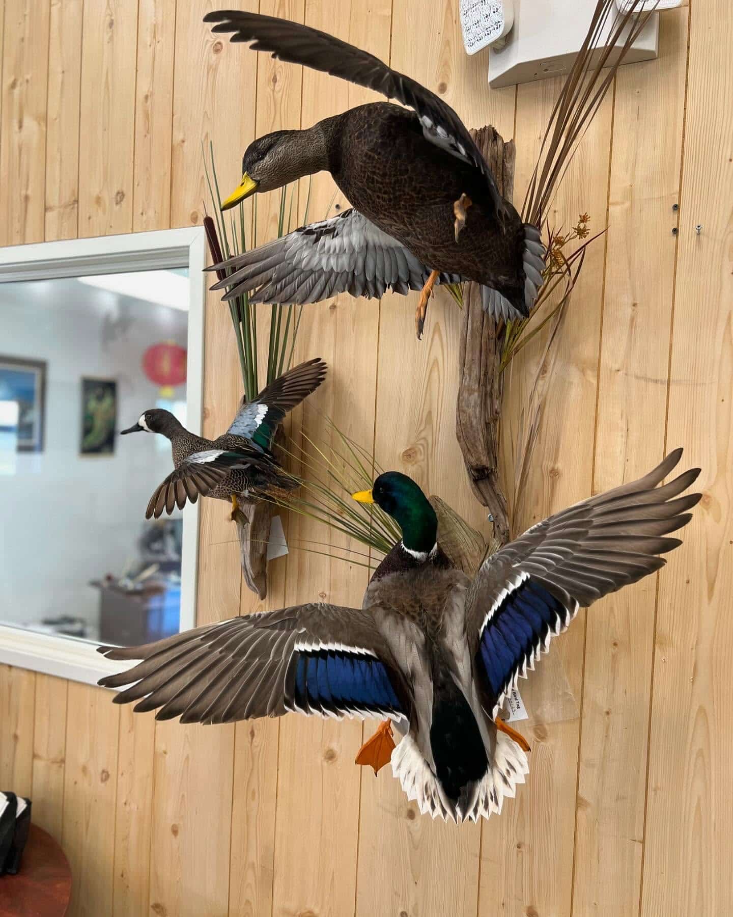 Mallard and teal mounted in full flight — award-winning waterfowl taxidermy.