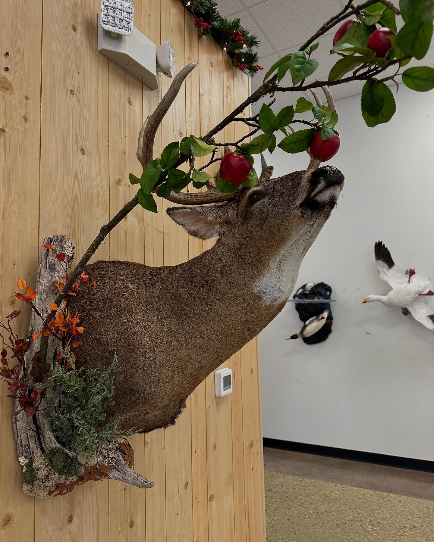 Whitetail buck pedestal mount with a habitat base — one of the signature deer mounts from Stehling’s Taxidermy.
