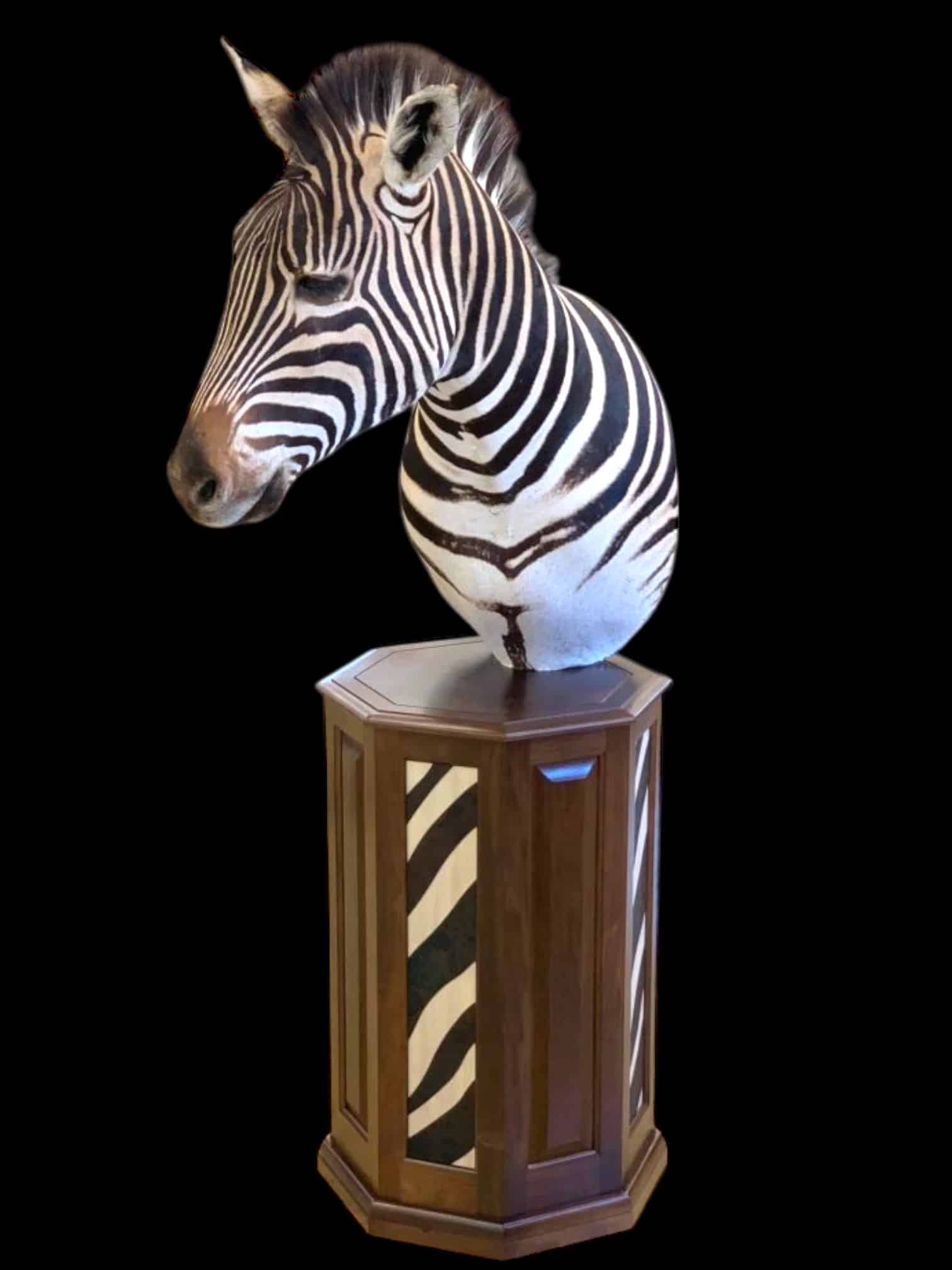 A zebra pedestal mount with custom base — part of our African and exotic taxidermy work.