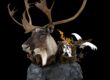 caribou scene stehlings taxidermy