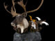 caribou scene stehlings taxidermy