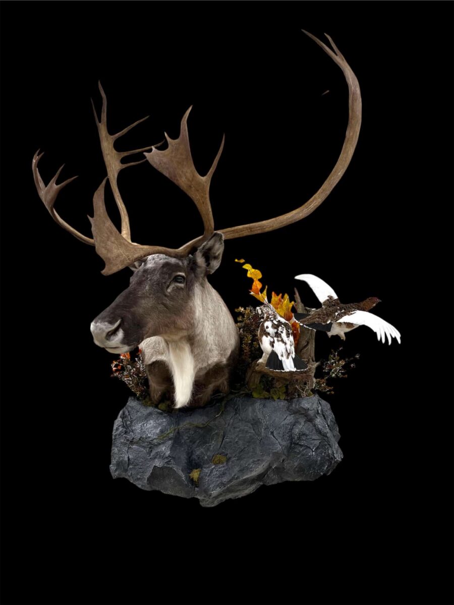 caribou scene stehlings taxidermy caribou scene stehlings taxidermy
