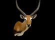 African Red Lechwe shoulder mount front view with lyre-shaped horns and white facial markings by Stehling's Taxidermy