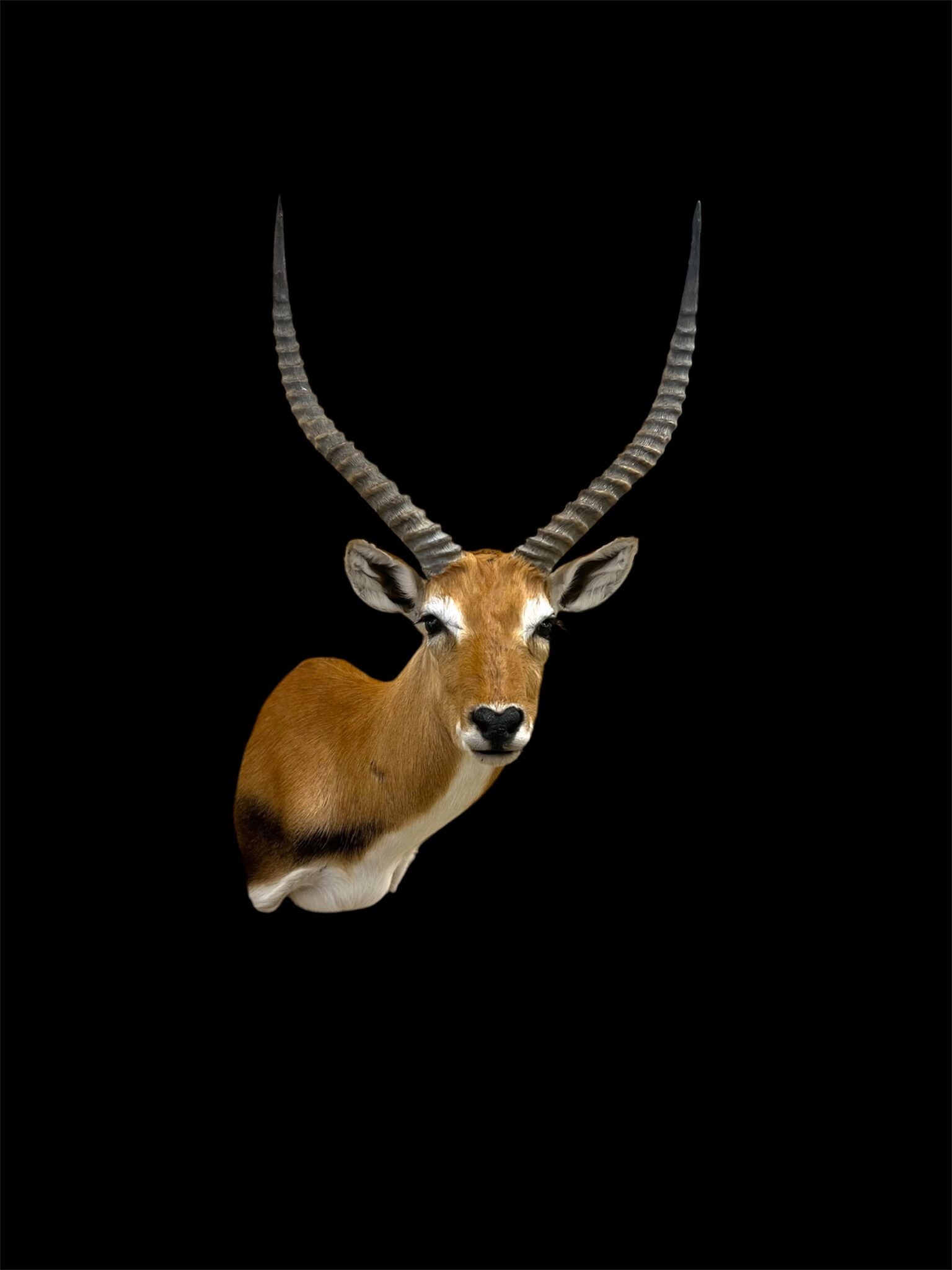 African Red Lechwe shoulder mount front view with lyre-shaped horns and white facial markings by Stehling's Taxidermy