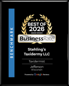 Stehling's Taxidermy Best of 2026 Award Winner, BusinessRate, Jefferson Wisconsin taxidermist