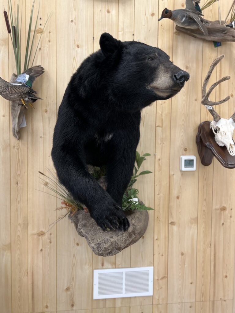 Black bear half mount on a sculpted rock ledge with pine and grasses