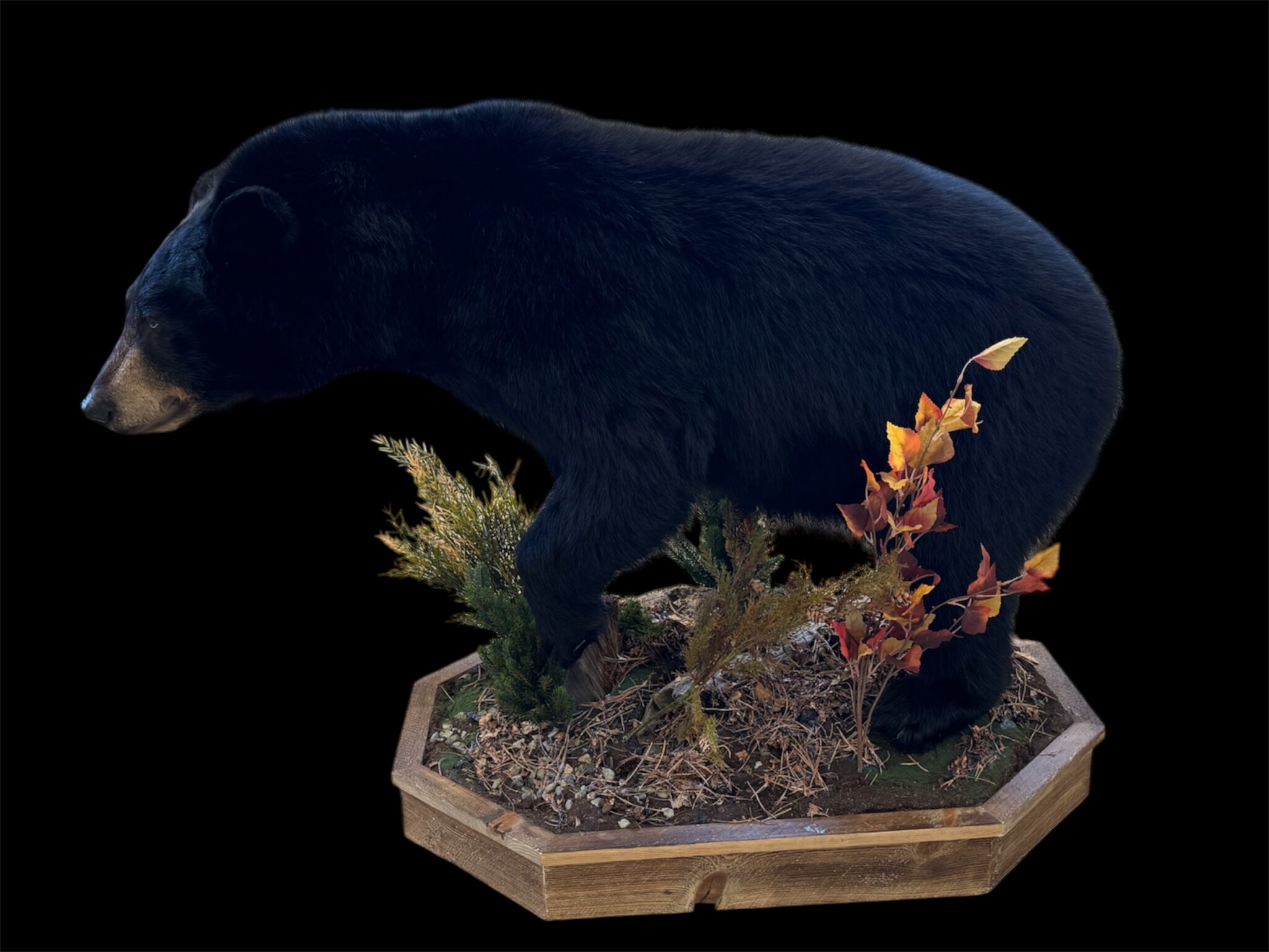 Lifesize black bear mount walking across an octagonal wooden base built with evergreens and autumn foliage, by Stehling’s Taxidermy, Wisconsin