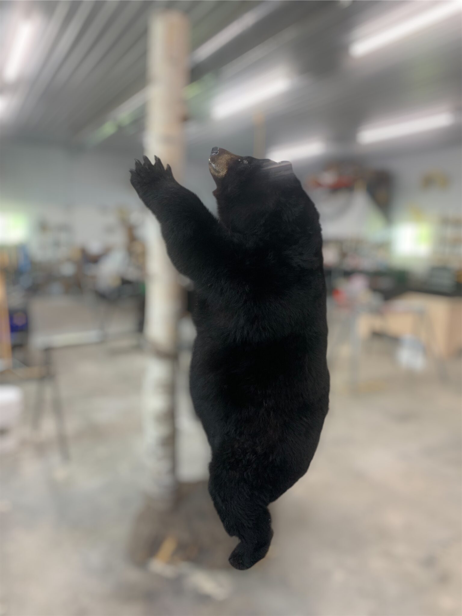 Lifesize black bear mount posed standing upright on its hind legs in the Stehling’s Taxidermy workshop, Wisconsin