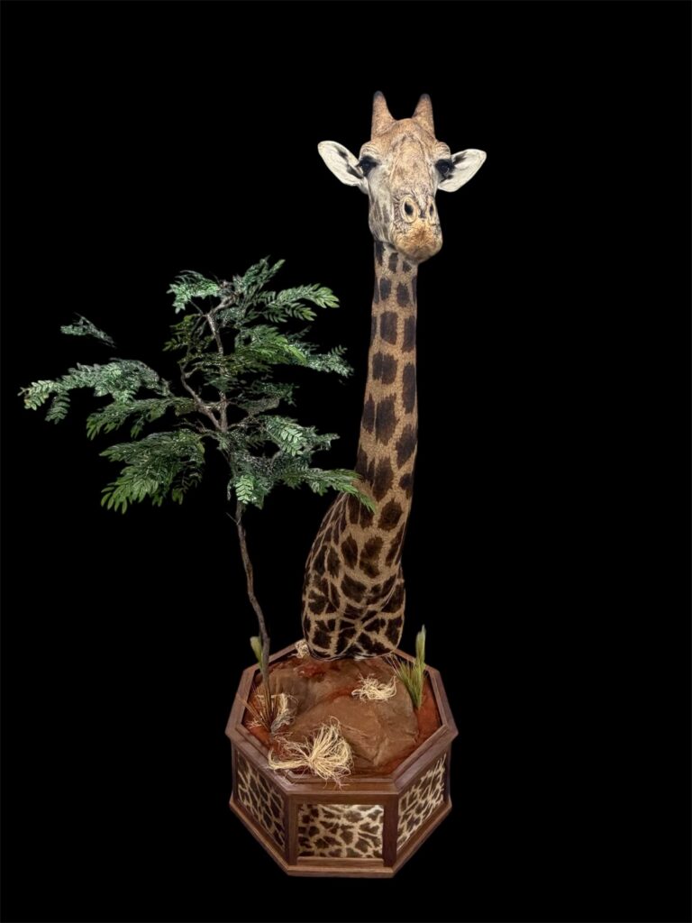 Giraffe shoulder pedestal mount with acacia tree and red-soil habitat base