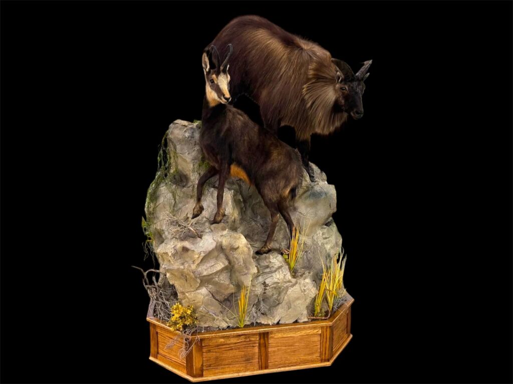 Himalayan tahr and chamois life-size mounts on a tall sculpted rock pedestal with tussock grass