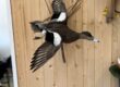 Drake American wigeon duck mount in a flying pose, Stehling's Taxidermy Wisconsin