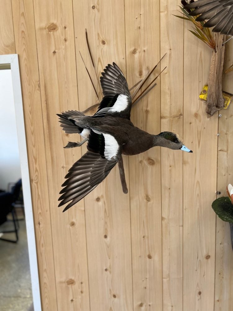 Drake American wigeon duck mount in a flying pose, Stehling's Taxidermy Wisconsin